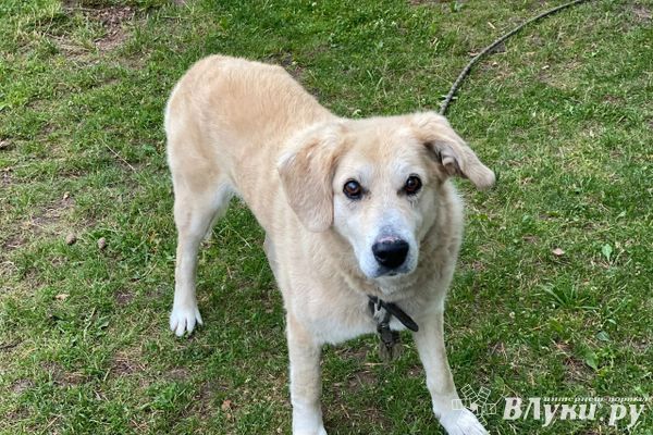 С 1 сентября в Псковской области вводится идентификация домашних животных