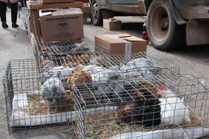 В Великих Луках прошла ярмарка «Весна - 2022» (ФОТО)