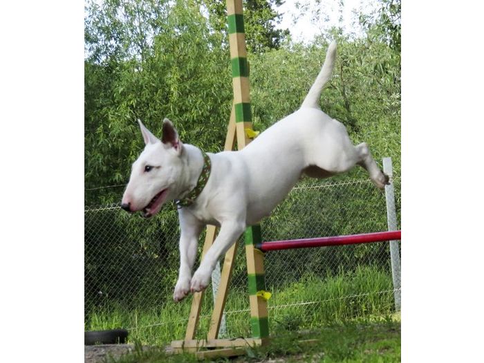 В Великих Луках прошли спортивные соревнования среди собаководов (ФОТО)