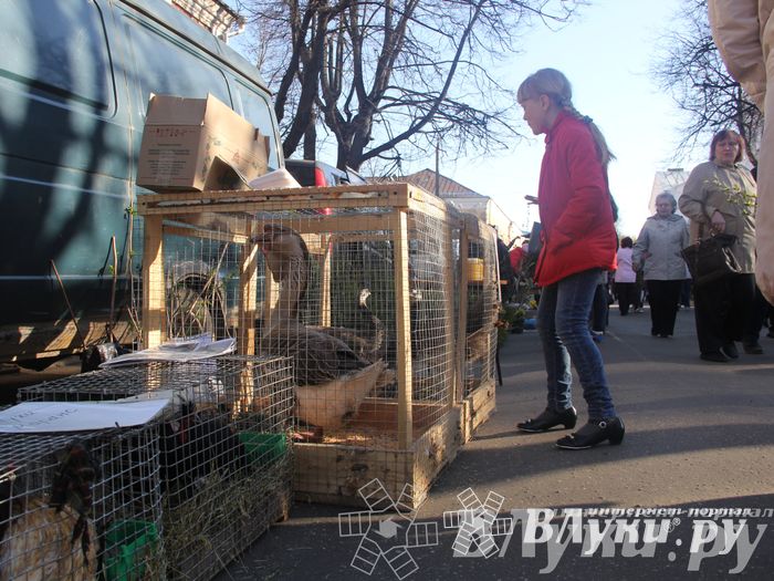 Традиционная весенняя ярмарка прошла в Великих Луках