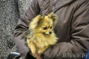 Всероссийская выставка собак «Великие Луки — 2014»