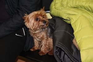 Всероссийская выставка собак в Великих Луках (фото)