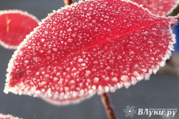 Резкое похолодание ожидается в Псковской области в ночь на 8 сентября