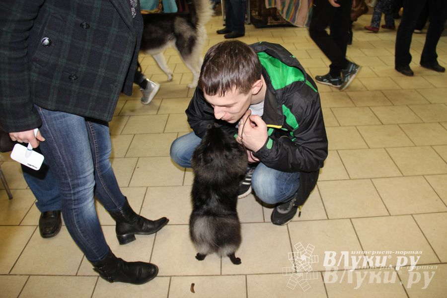 Всероссийская выставка собак в Великих Луках (фото)