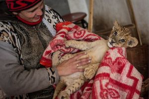 Крымские львята замерзают