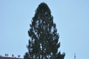 В Великие Луки приехала новогодняя ёлка (фото)