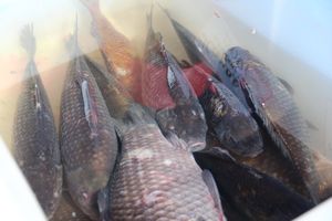 В Великих Луках прошла ярмарка «Весна - 2022» (ФОТО)