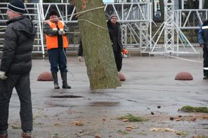 Сегодня в Великие Луки привезли главную новогоднюю ёлку (фото)
