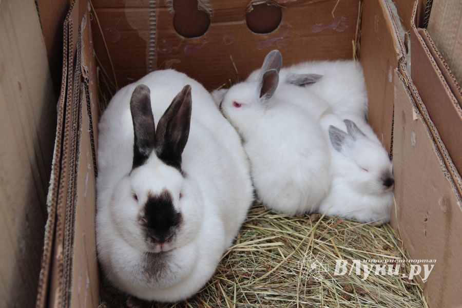 В Великих Луках прошла ярмарка «Весна - 2022» (ФОТО)