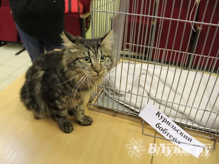 В Великих Луках прошла выставка кошек (фото)