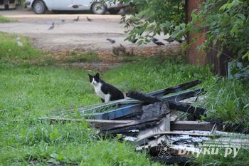 Фотофакт: Горелые сараи в центре Великих Лук превращаются в свалку (фото)