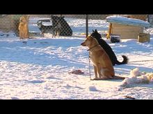 Импульс-ТВ: Жизнь в приюте продолжается