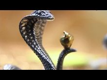 Перец-Рапид: Золотая рыбка - год змеи