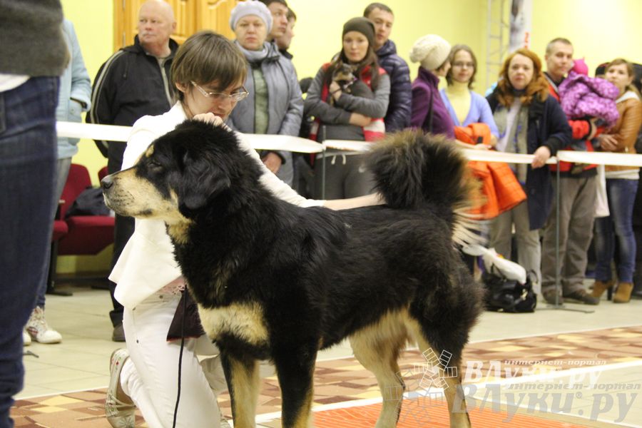 Всероссийская выставка собак «Великие Луки — 2014»