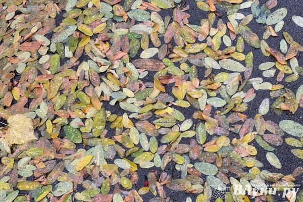 Октябрь включает подогрев