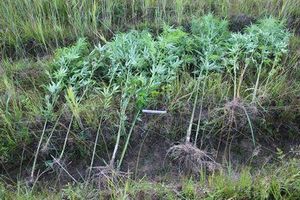 Дачник из Гдовского района отправится в колонию за выращивание конопли (фото)