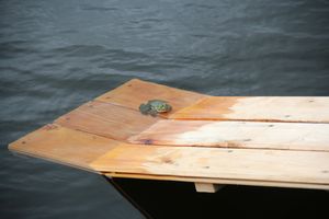 В Комендантском пруду установили сходни для лягушек (ФОТО)