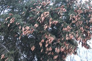 В Великие Луки приехала главная новогодняя ель (ФОТО)