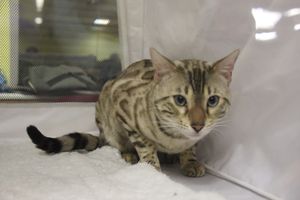 В Великих Луках прошла выставка кошек (фото)