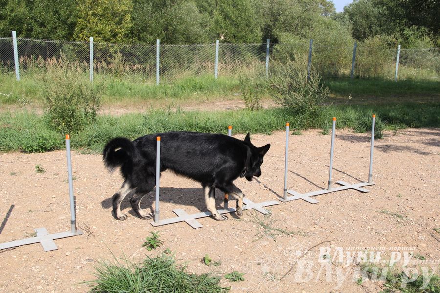 День открытых дверей на спортивно-дрессировочной площадке