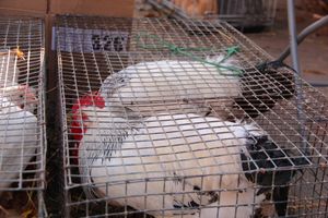 Торговая ярмарка «Осень-2016» прошла в Великих Луках (ФОТО)