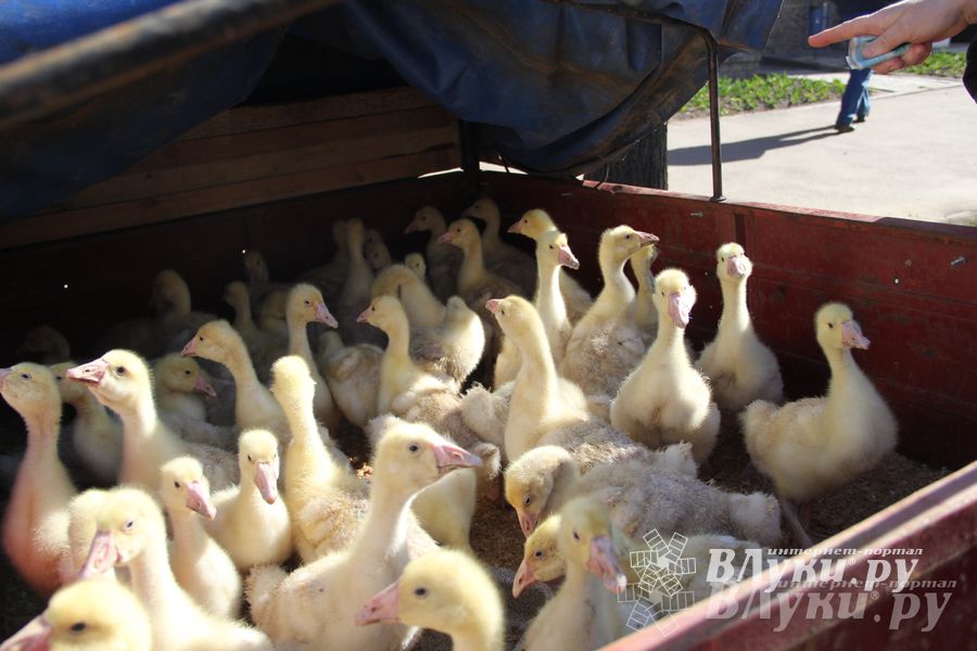 Универсальная торговая ярмарка «Весна-2015» прошла в Великих Луках (фото)