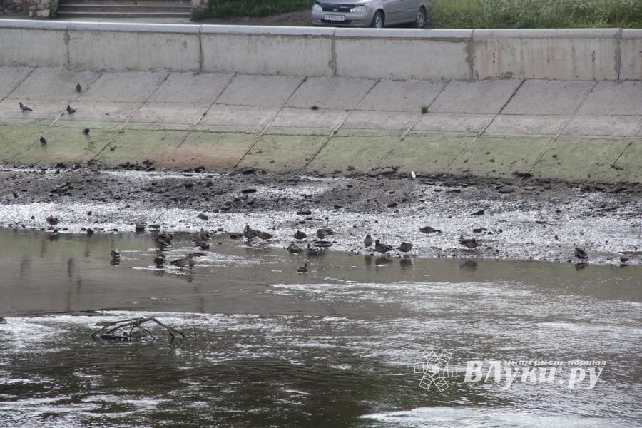 Куда утекла Ловать (ФОТО)