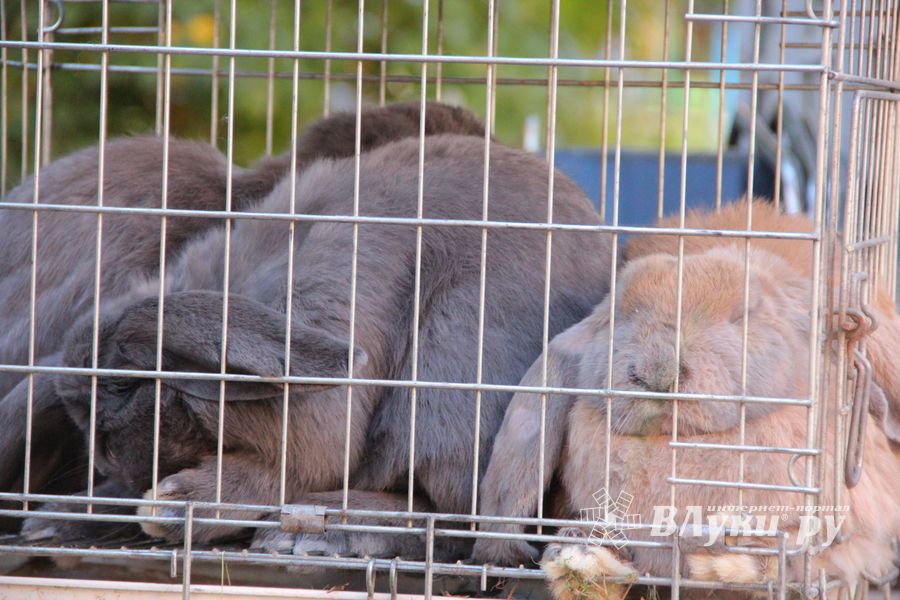Торговая ярмарка «Осень-2016» прошла в Великих Луках (ФОТО)
