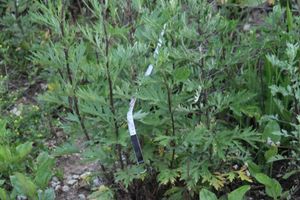 Второй спортивный полет