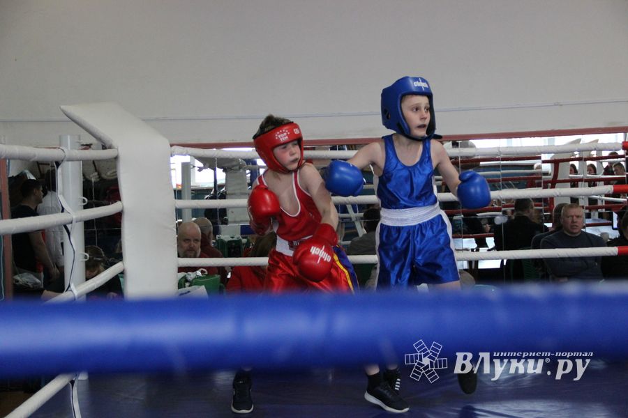 Юные великолучане выявили сильнейших боксёров (ФОТО)