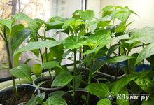 Всего 1 чайная ложка: рассада перца станет толстой через три дня