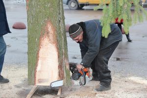 Сегодня в Великие Луки привезли главную новогоднюю ёлку (фото)