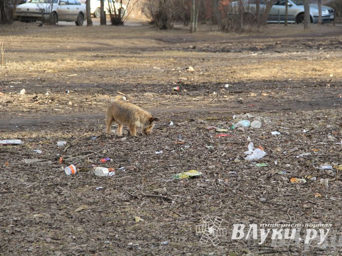 Город в ожидании субботника