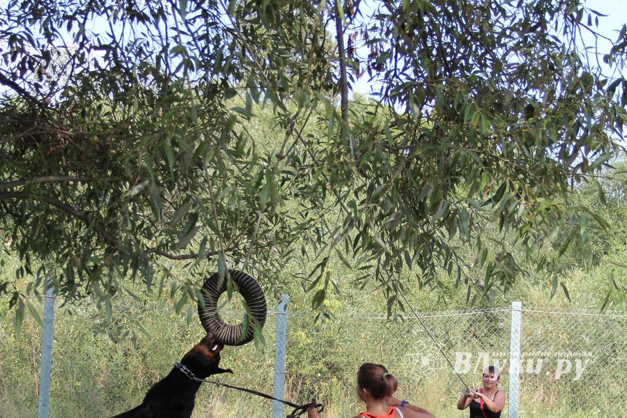 День открытых дверей на спортивно-дрессировочной площадке