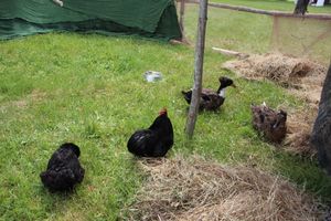 Праздник поэзии