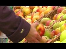 Импульс-ТВ: Цены и рацион. Опрос 