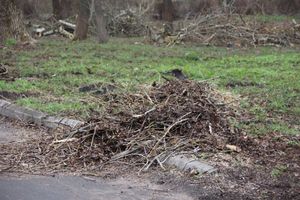 На острове Дятлинка проходит субботник