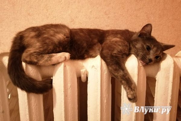 Стало известно когда в Великих Луках отключат отопление