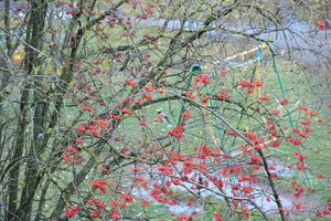 Зима в Великих Луках будет суровой (ФОТО)