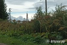 Какие растения и грибы запрещено выращивать дачникам