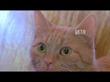 Импульс-ТВ: Международный день кошек