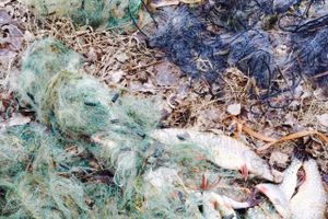 Фото предоставлено Северо-Западным территориальным Росрыболовством