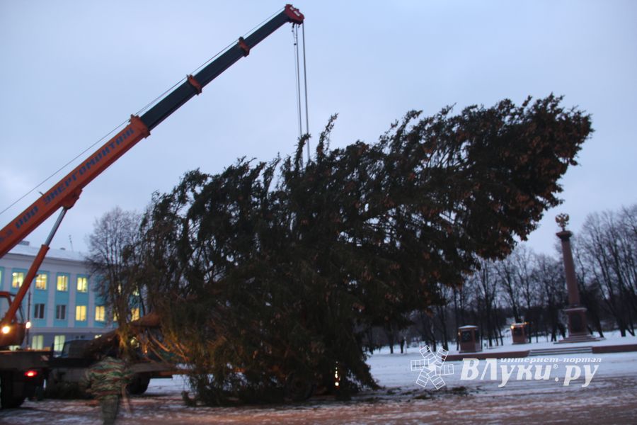 В Великие Луки приехала главная новогодняя ель (ФОТО)