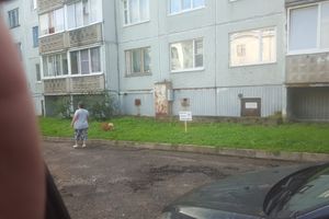 ФОТОФАКТ: Тяжелые отношения собак и газонов 