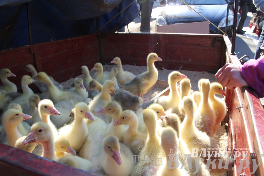 Традиционная весенняя ярмарка прошла в Великих Луках