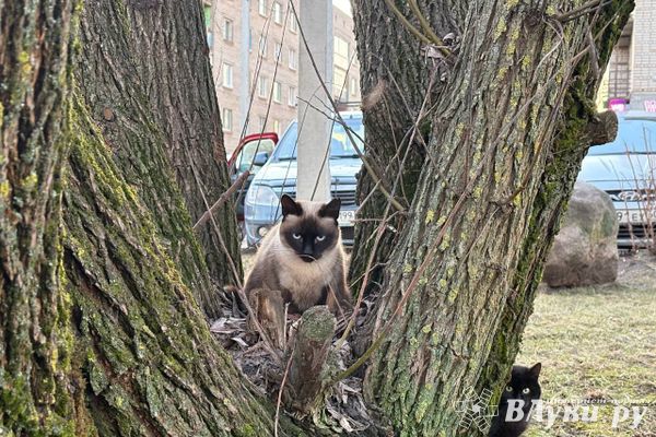Прогноз погоды в Великих Луках на 5 мая