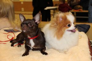 Всероссийская выставка собак в Великих Луках (фото)