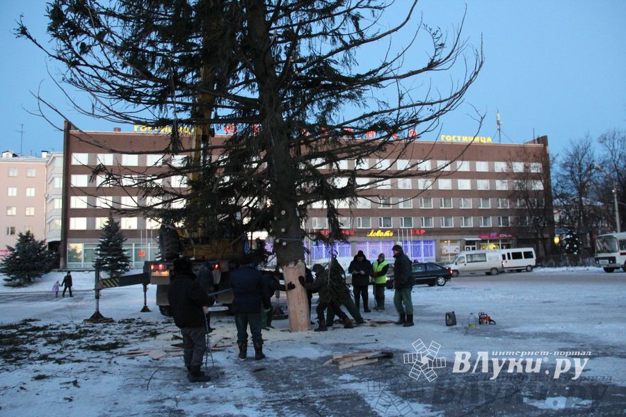 Новогодняя ель приехала в Великие Луки