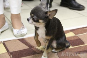 Всероссийская выставка собак «Великие Луки — 2014»