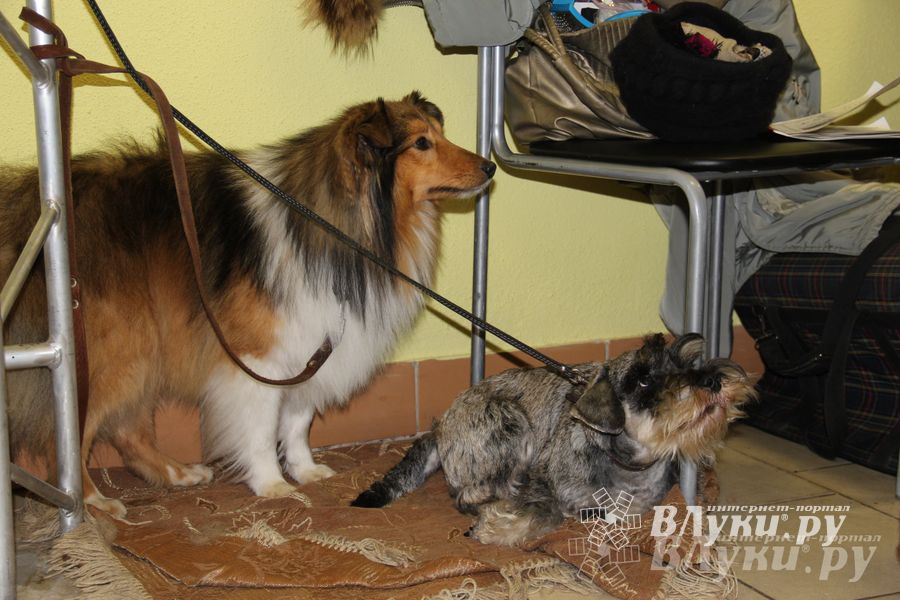 Всероссийская выставка собак в Великих Луках (фото)